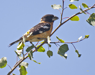 Black headed Grosbeak 0238